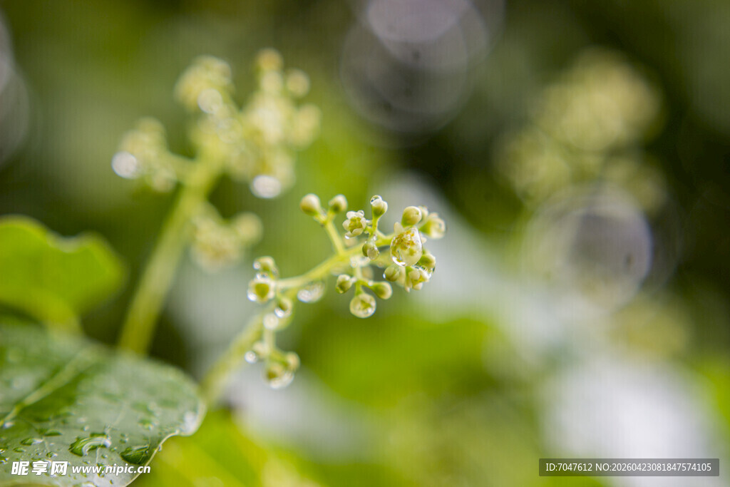 香樟带水珠的嫩绿植物小花