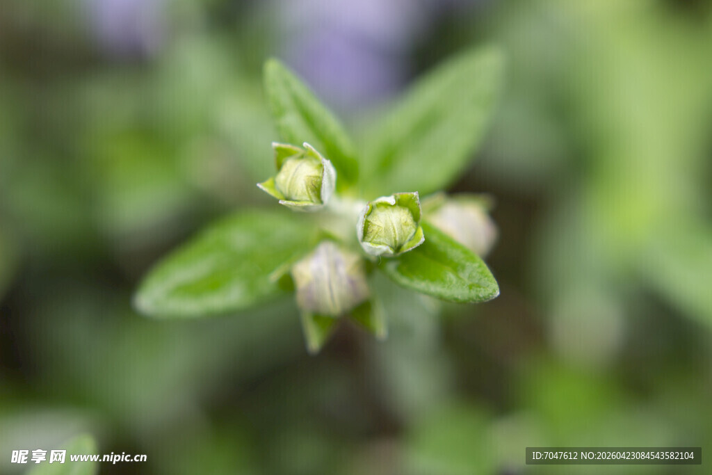 水果兰嫩绿枝头的清新小花花蕾