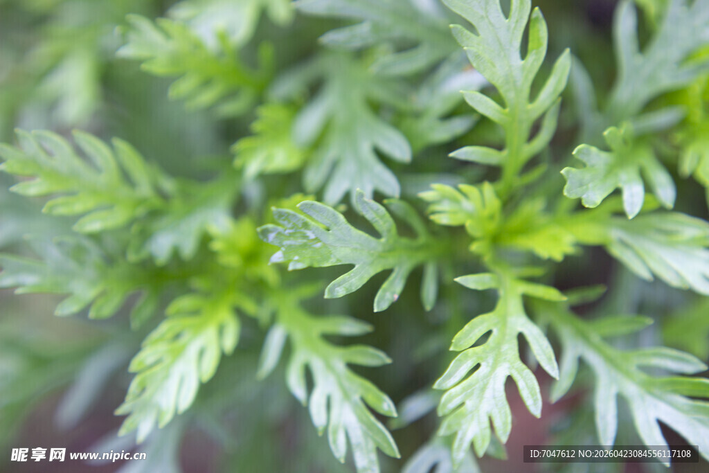 黄金菊嫩绿清新的叶片植物