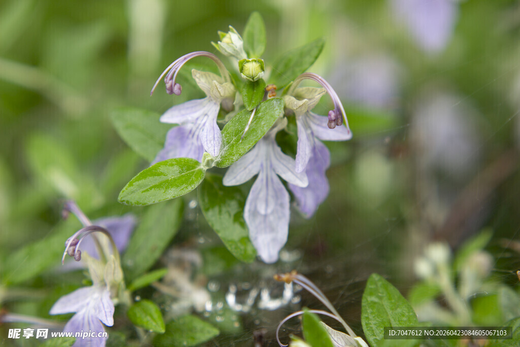 水果兰花朵特写