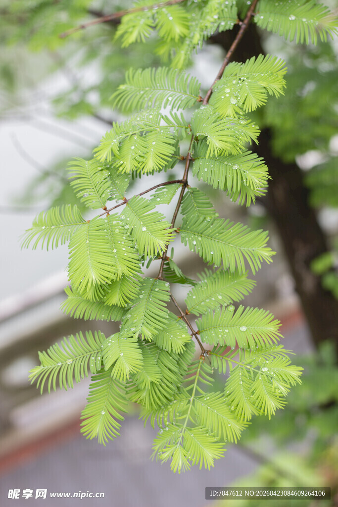 水杉嫩绿枝叶展现清新生机