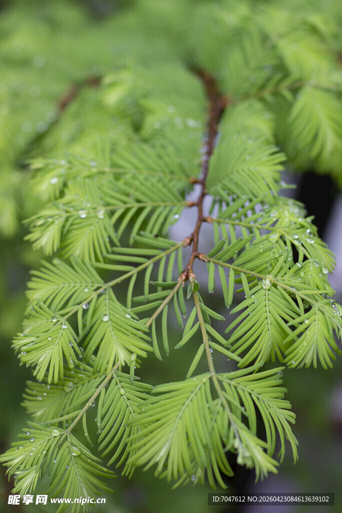水杉翠绿羽状叶片植物特写