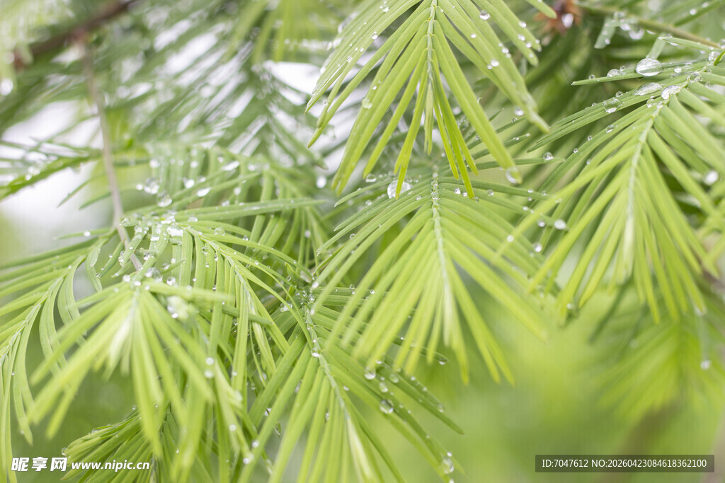 水杉叶片特写