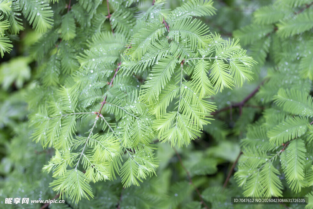 雨中水杉枝叶特写