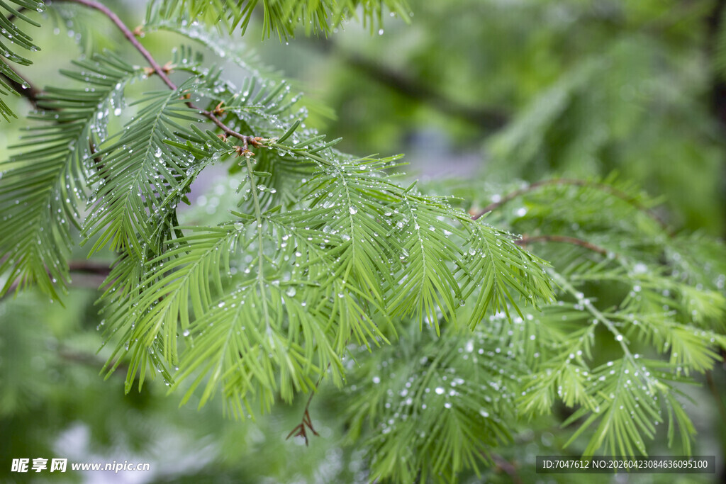 水杉带水珠的嫩绿枝叶