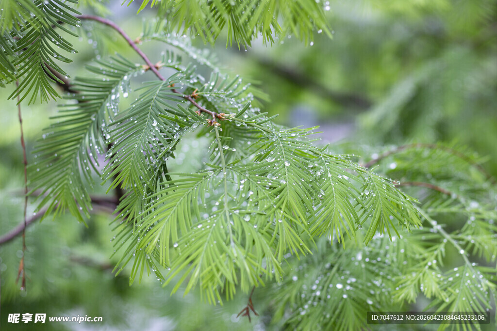水杉雨后翠绿枝叶晶莹水珠