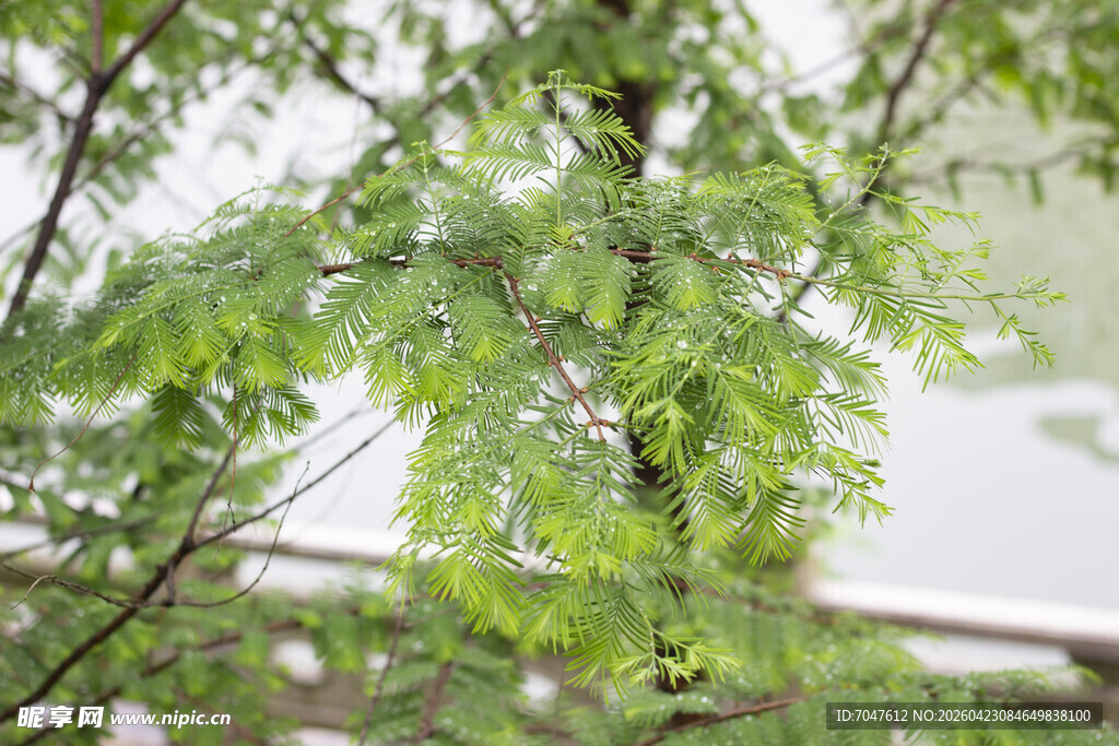 水杉嫩绿枝叶展清新景致