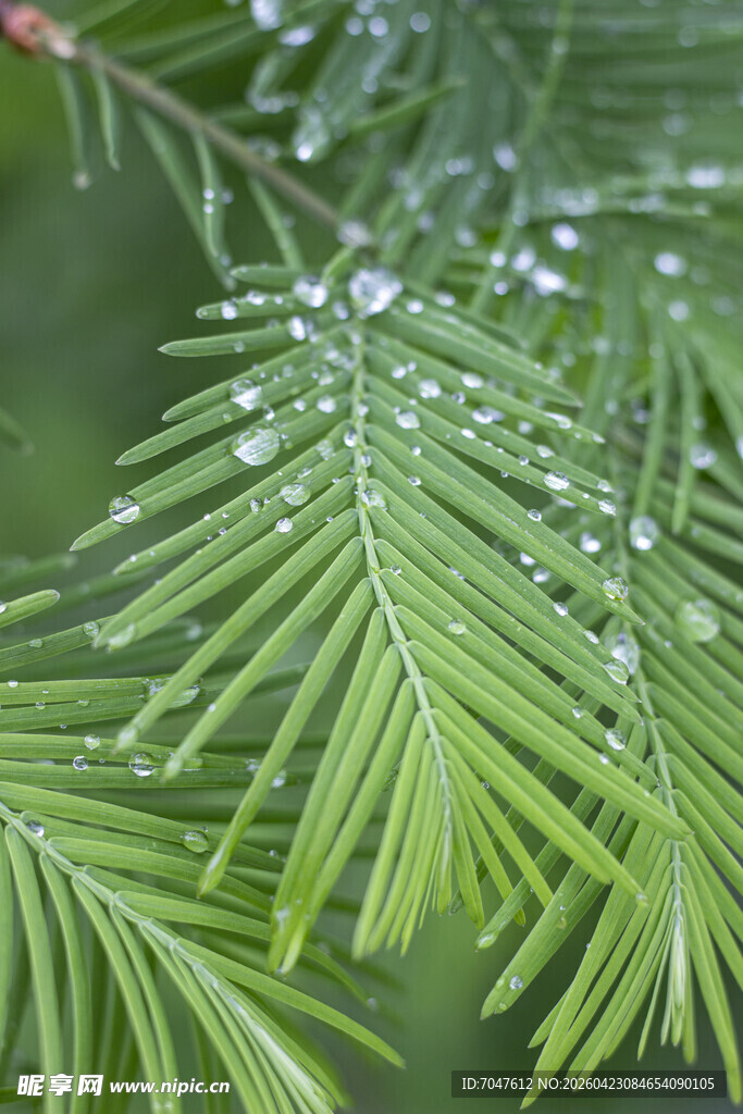 雨中水杉叶片