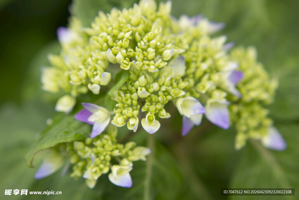 清新绣球花特写