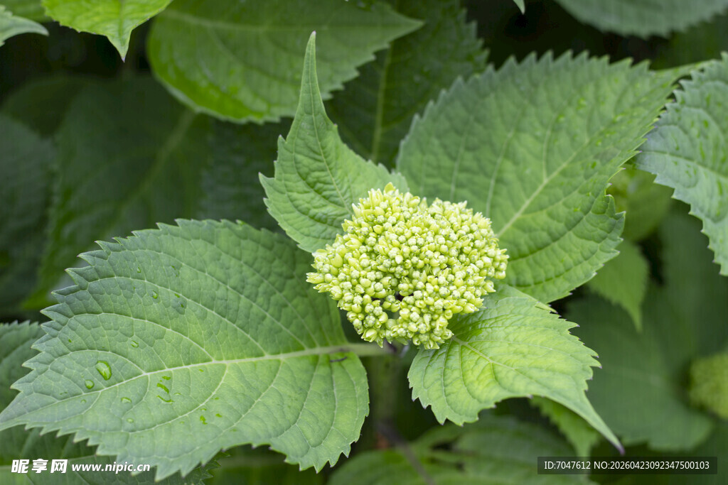 绿叶间的绣球花初绽