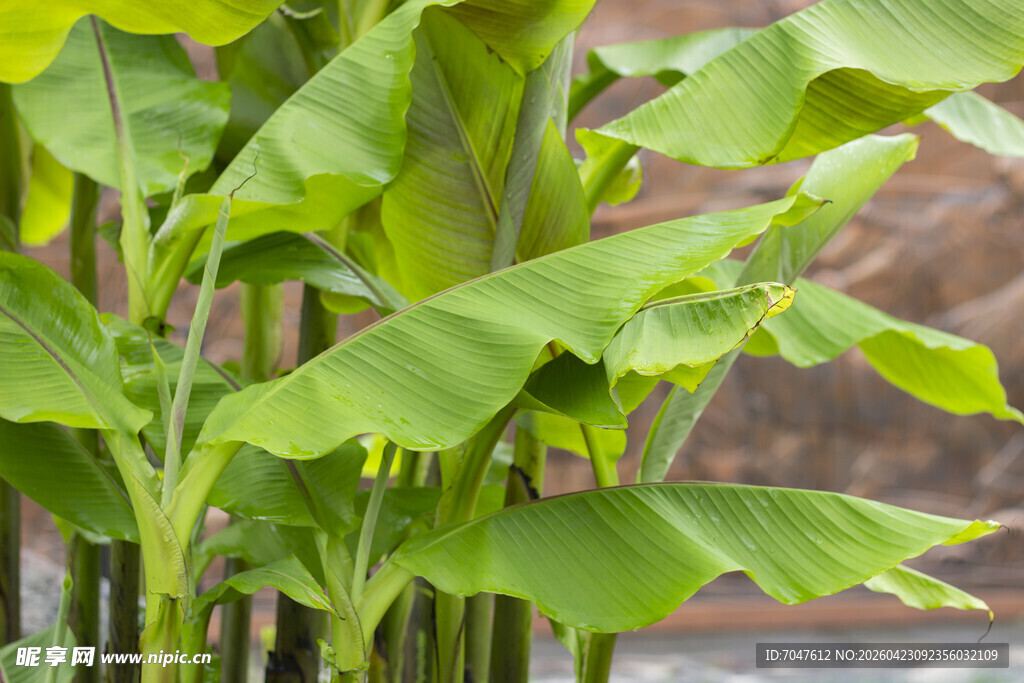 翠绿芭蕉叶