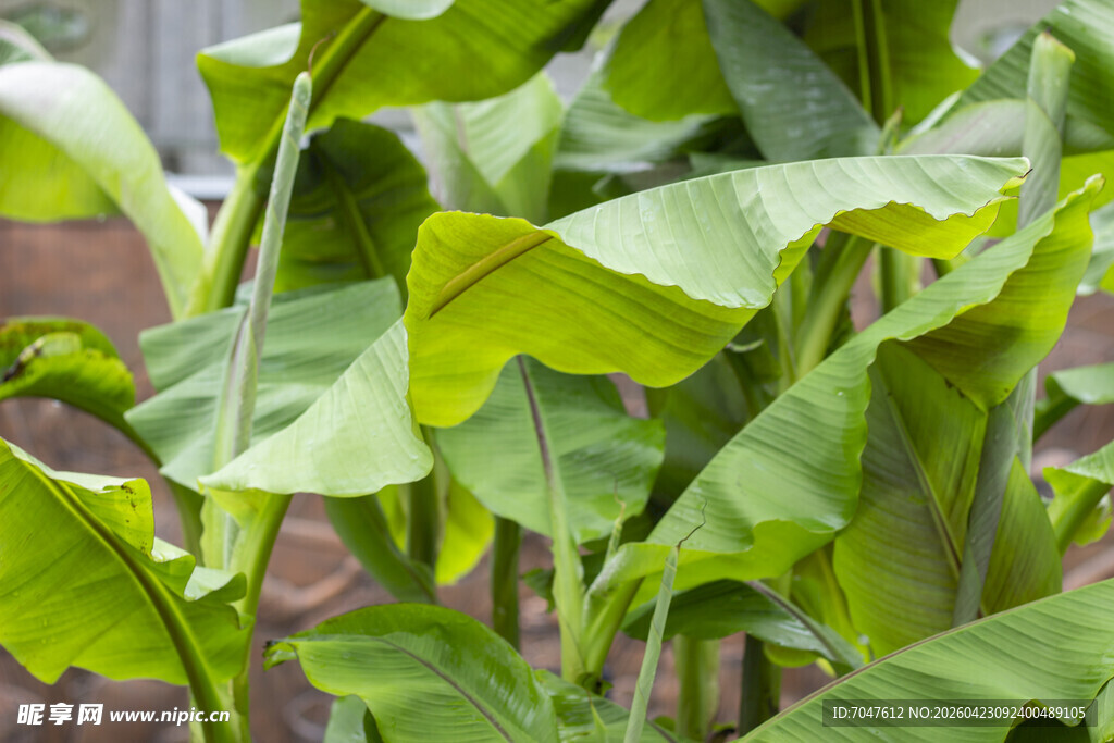 翠绿芭蕉叶特写