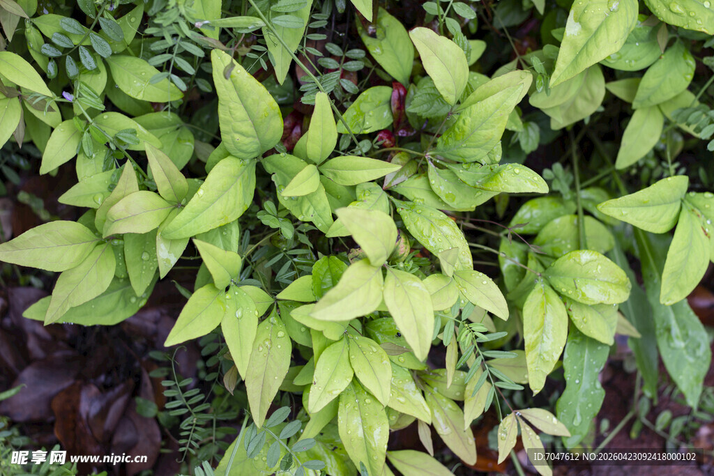 火焰南天竹叶片植物特写