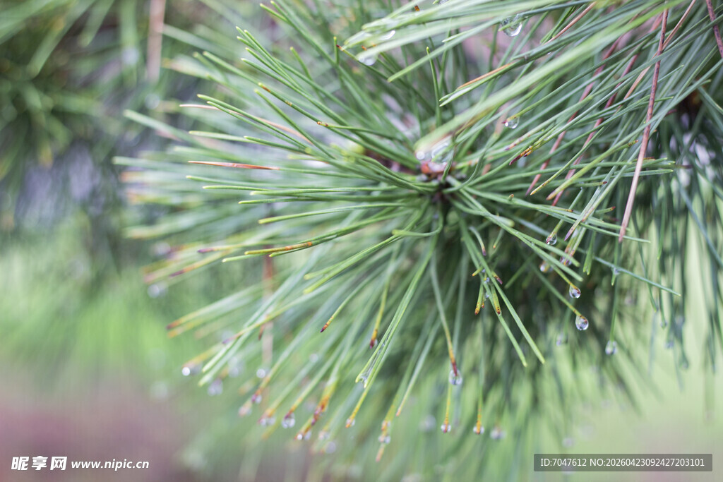 翠绿松针特写