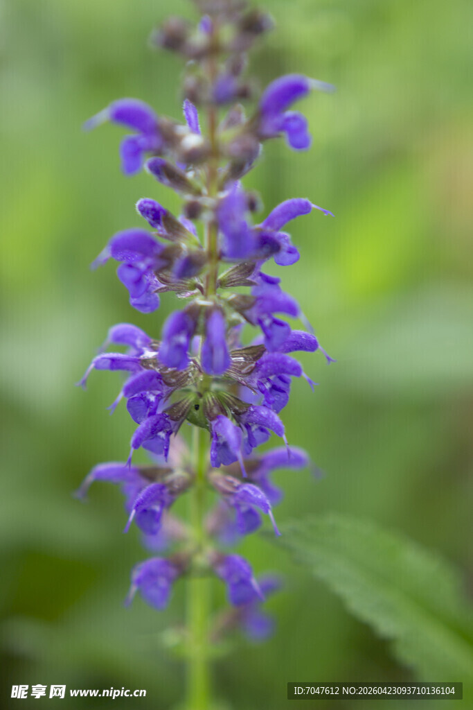 蓝花鼠尾草特写