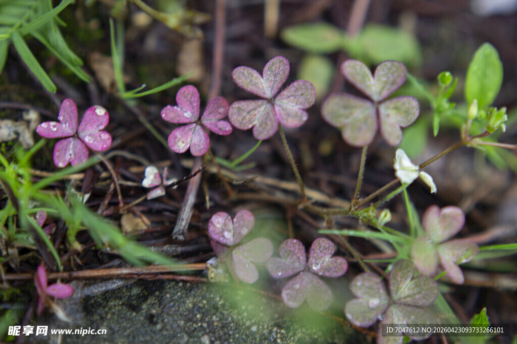 粉色酢浆草绽放于草丛中