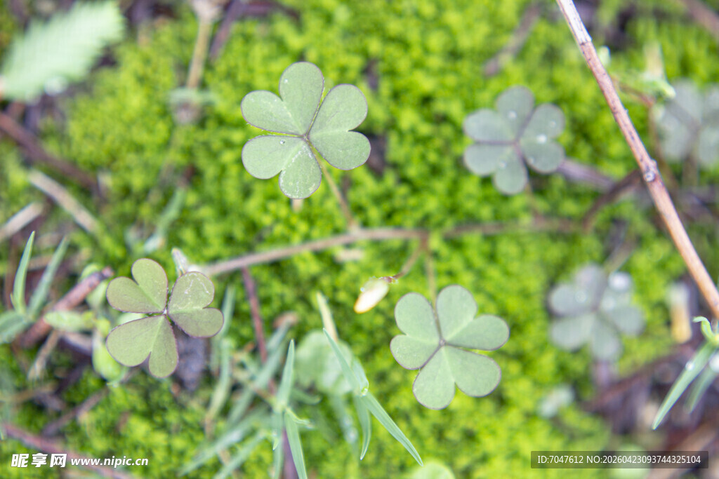 翠绿三叶草与苔藓共生