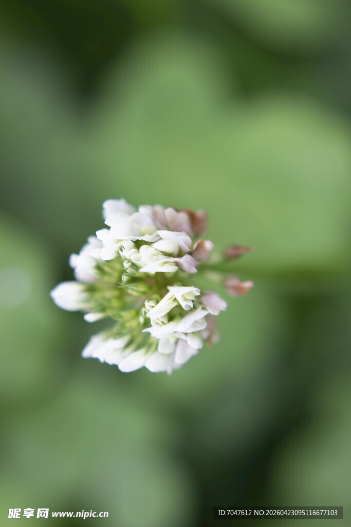 白三叶白色小花特写