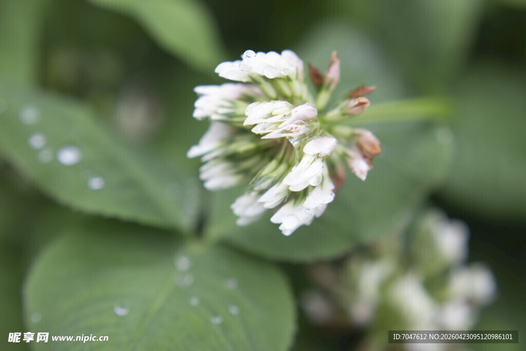 白色三叶草花朵特写