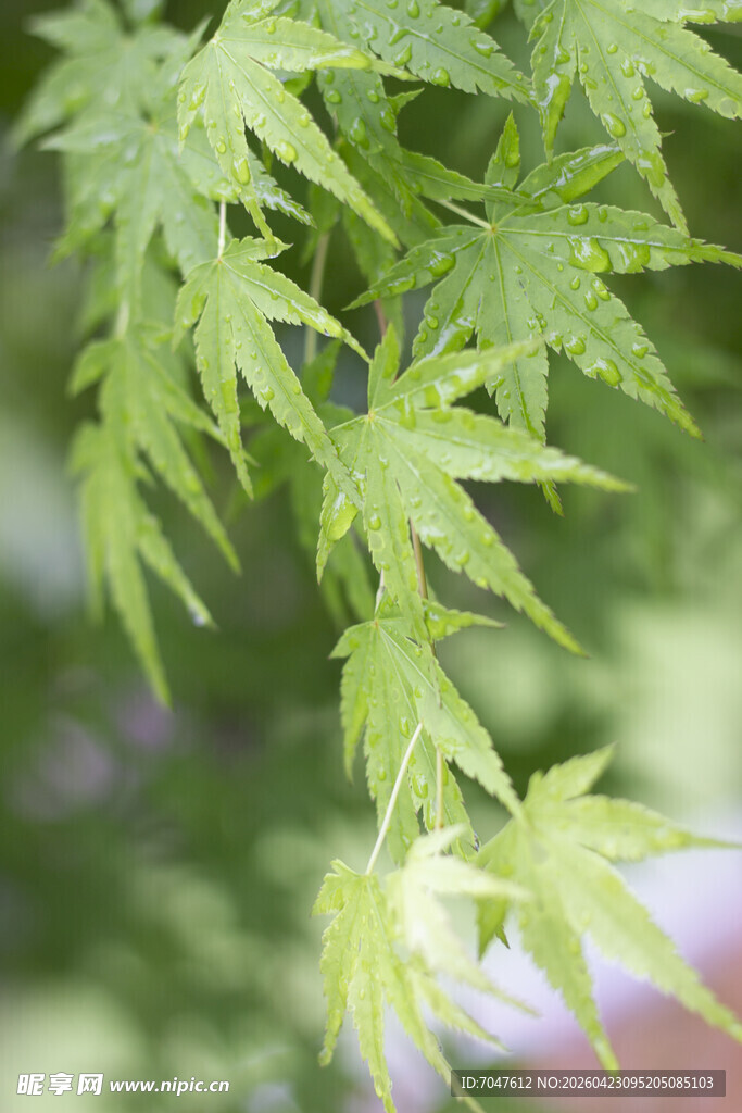 嫩绿鸡爪槭特写