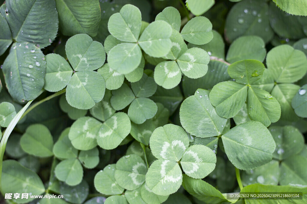 翠绿三叶草特写