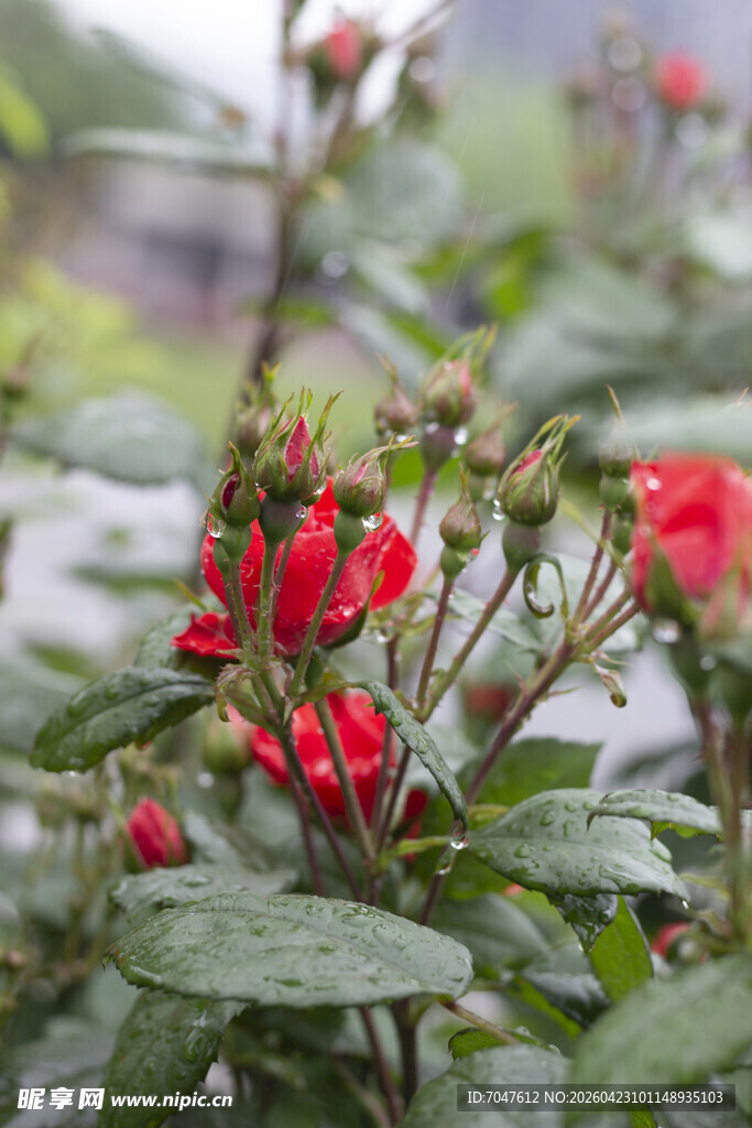 雨中绽放的红色月季