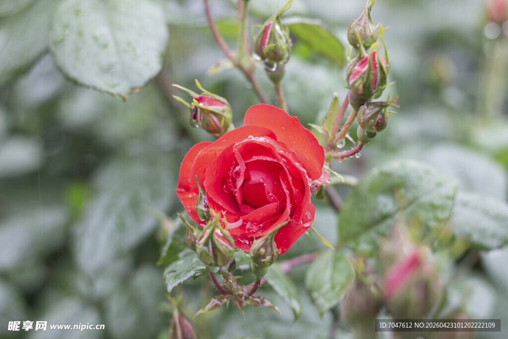 娇艳红玫瑰绽放于绿叶间
