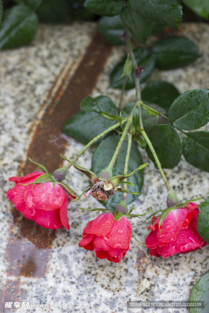 地上娇艳的三朵红玫瑰