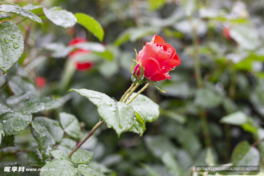 娇艳红玫瑰绽放绿叶间