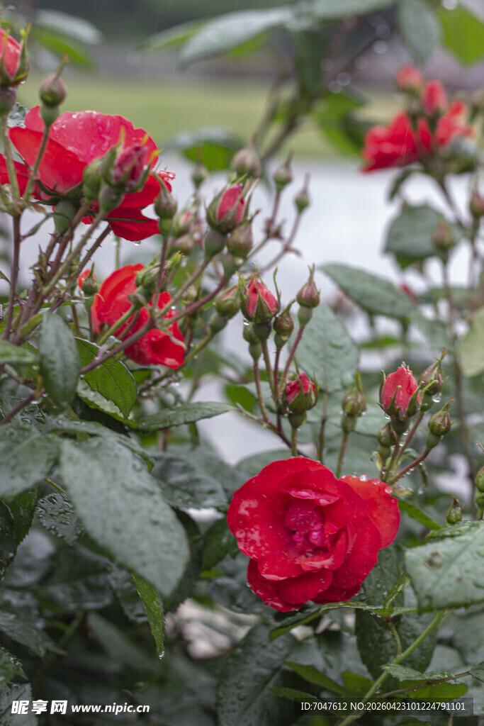 娇艳红玫瑰绽放绿叶间