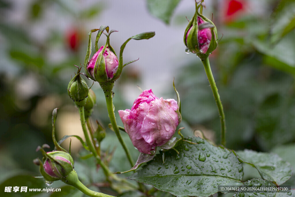 含苞待放的娇艳粉色玫瑰