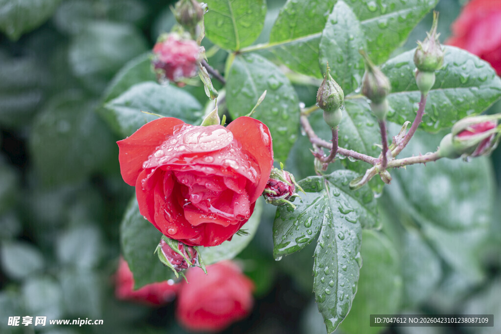 带露红玫瑰绽放绿意间