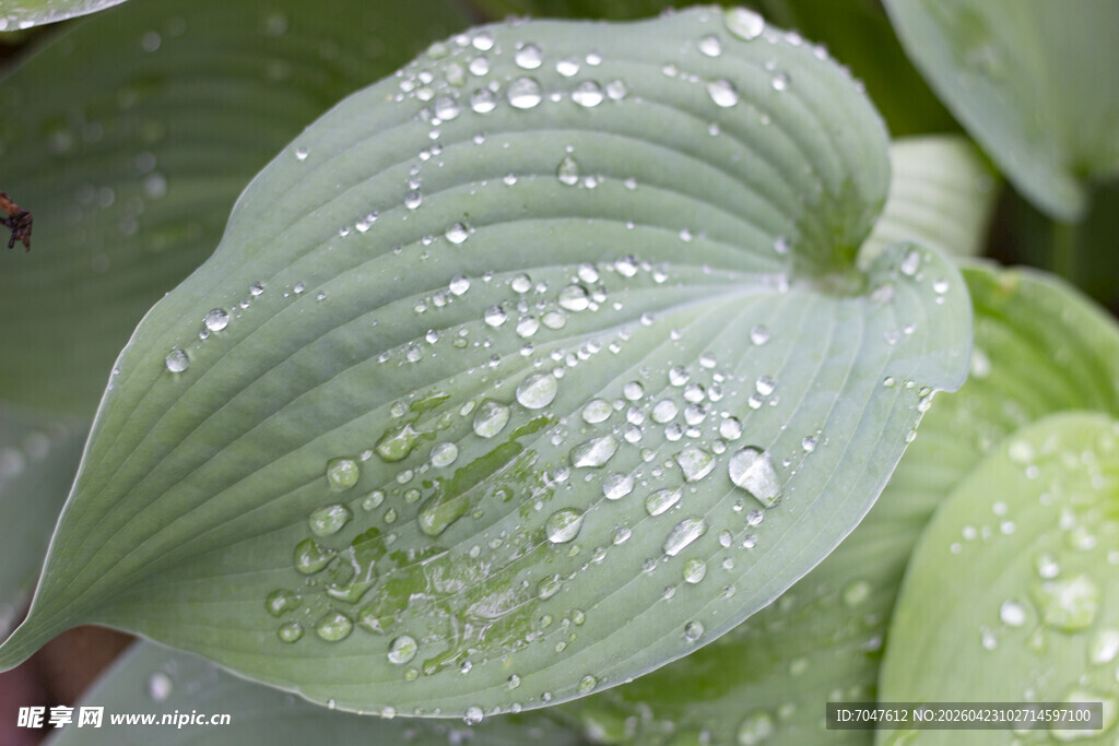 带水珠的翠绿玉簪叶