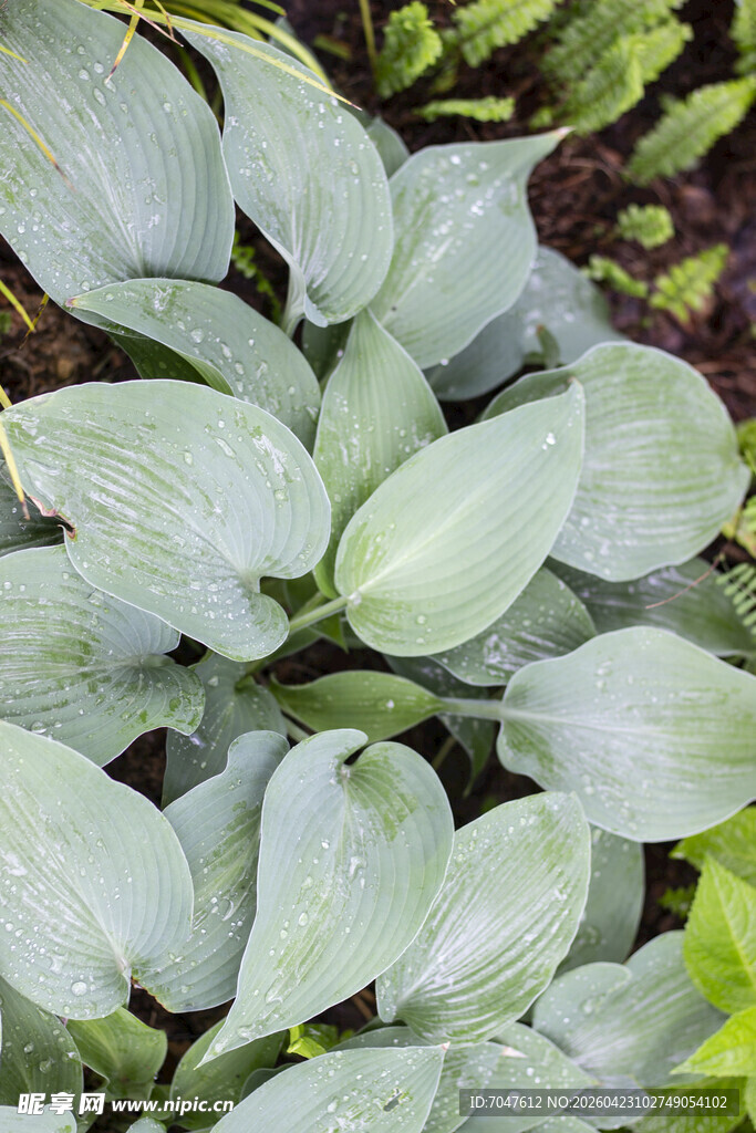 淡绿色玉簪叶特写