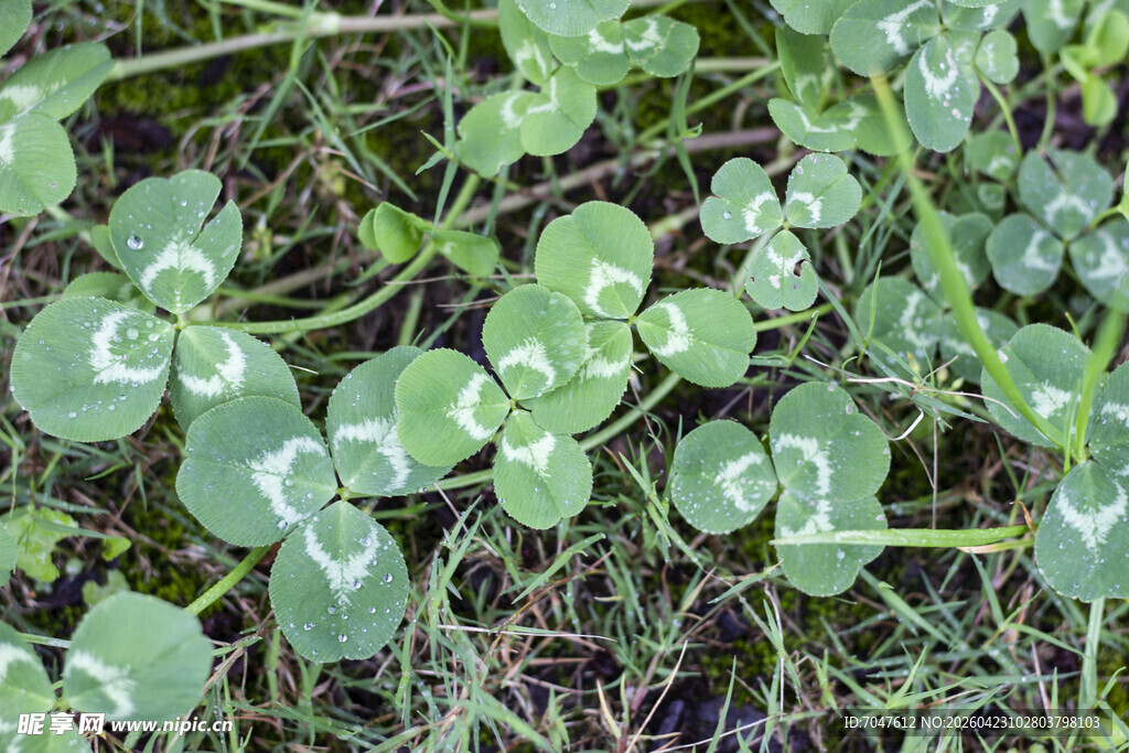 三叶草丛中的自然景象