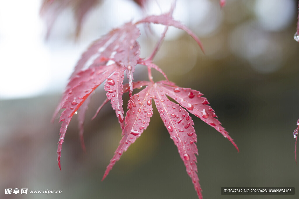 带水珠的红枫叶