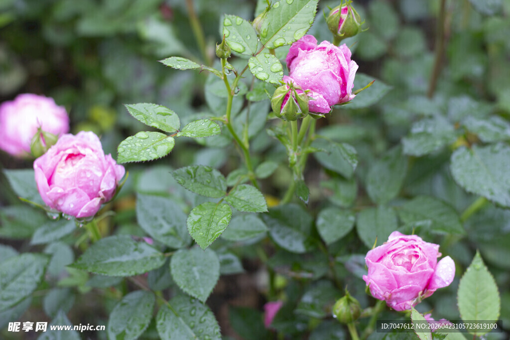 娇艳绽放的粉色月季花