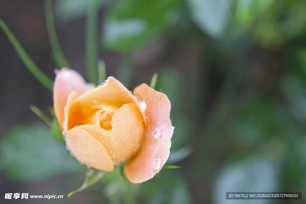 娇艳黄玫瑰特写