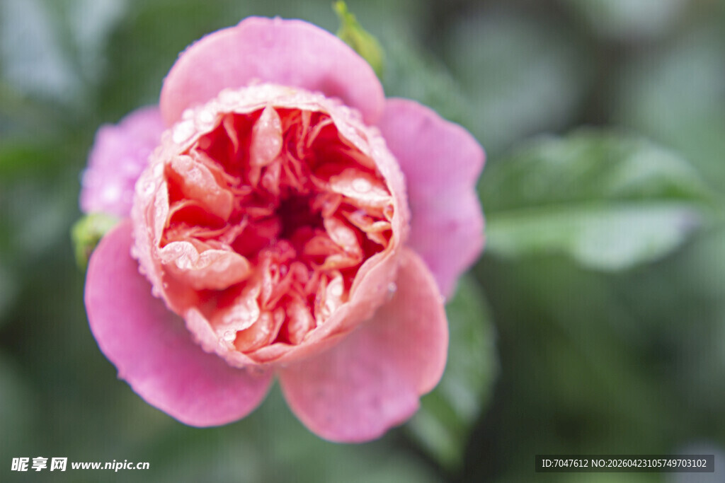 娇艳粉色月季花特写