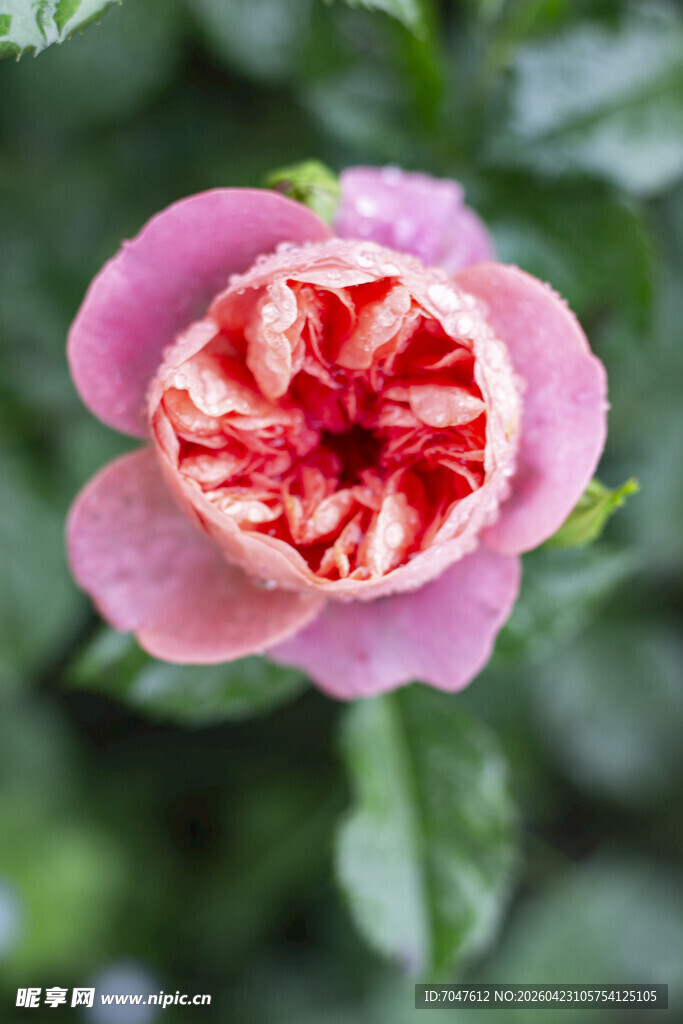 粉色条纹月季花特写