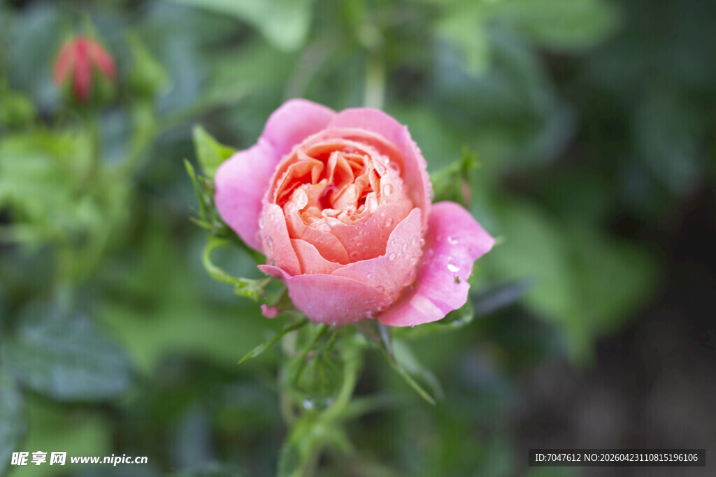 娇艳绽放的粉色月季花