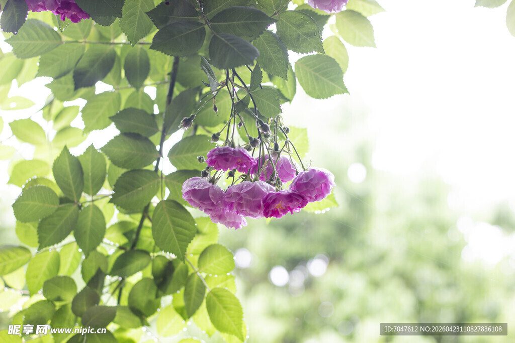 紫花蔷薇垂挂于绿叶间