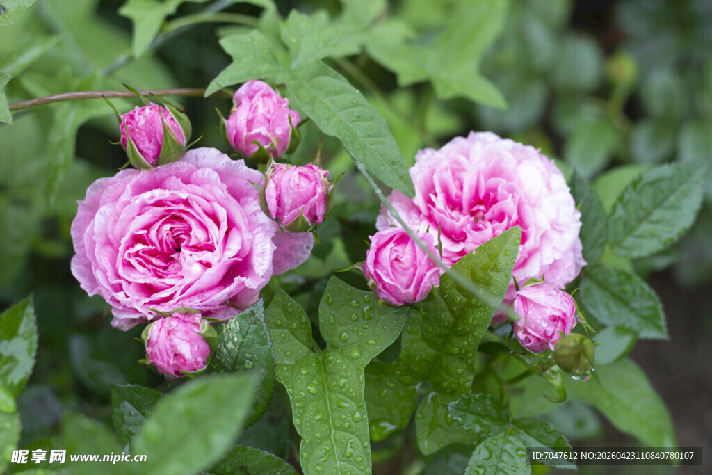 娇艳粉色蔷薇花绽放