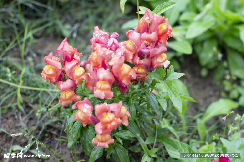 鲜艳多彩金鱼草盛放