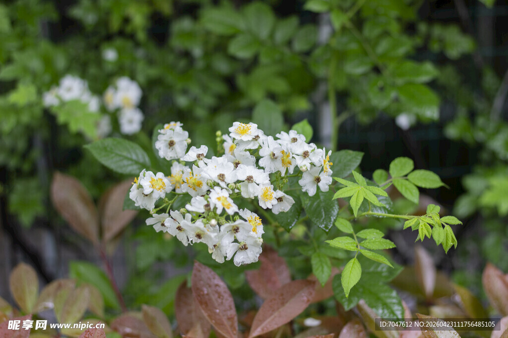 白色蔷薇小花绽放绿叶间