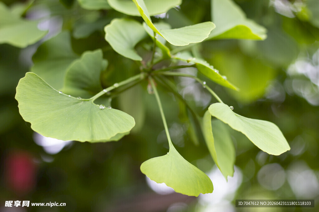 银杏枝叶特写