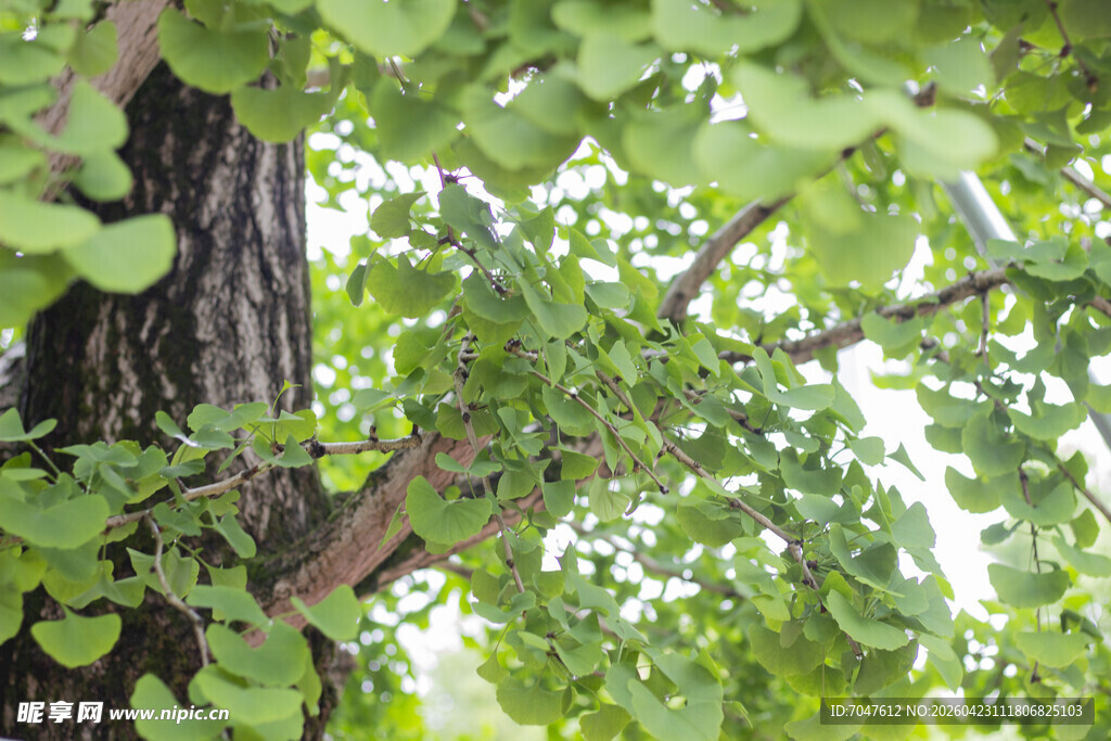 银杏树干与繁茂绿叶