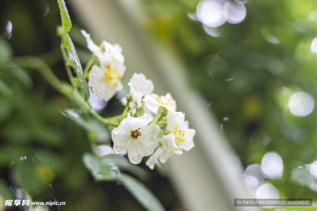 枝头绽放的蔷薇花