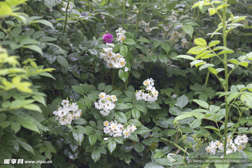 蔷薇繁茂绿植中的美丽花朵
