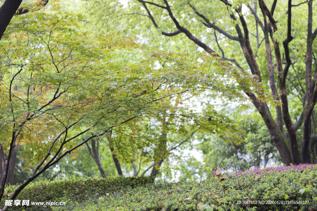 林间绿意盎然的自然景致